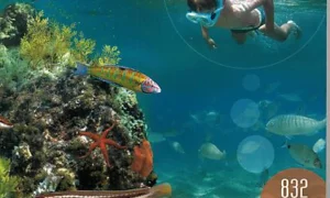 Livre : Faune & Flore de la Méditerranée