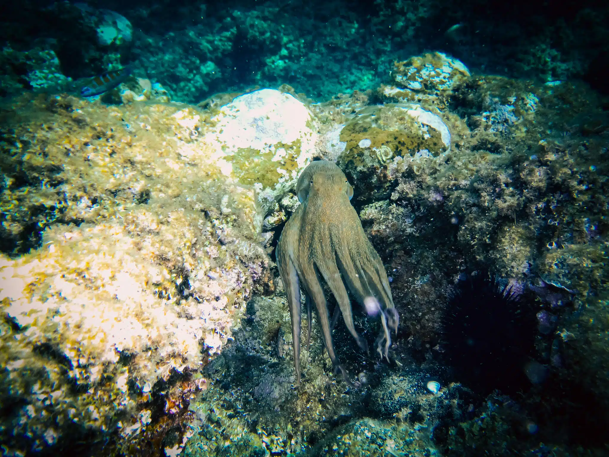 pieuvre et coraux dans les calanques de marseille plus exactement à la ciotat dans la parc du mugel découverte par expénature