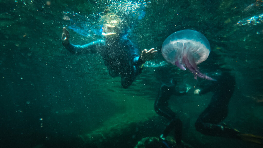 photo prise lors d'une sortie avec expénature, rencontre d'une méduse dans la calanque du mugel