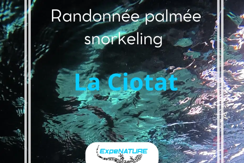 randonnée palmée mugel zone natura 2000 écologique snorkeling fond marins enfant